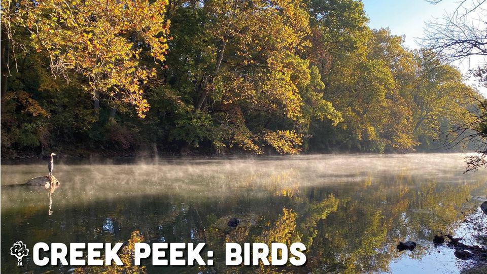 Creek Peek: Birds