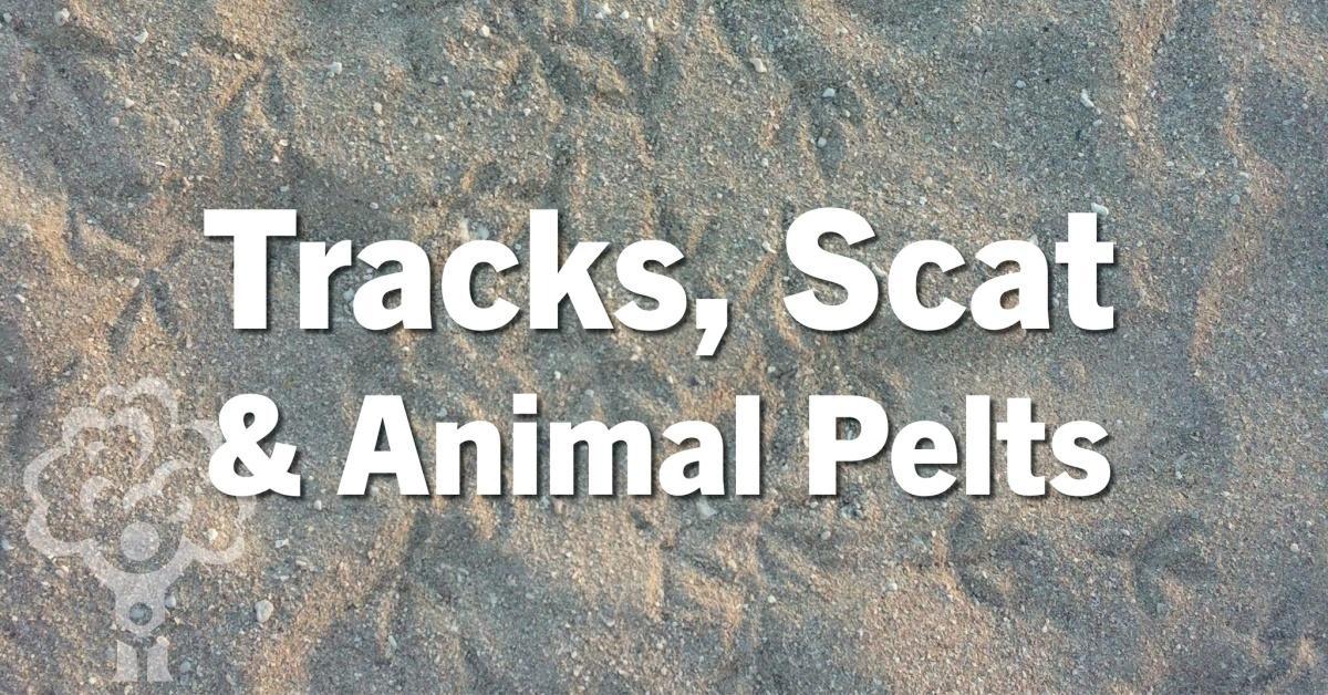 Tracks, Scat & Animals Pelts