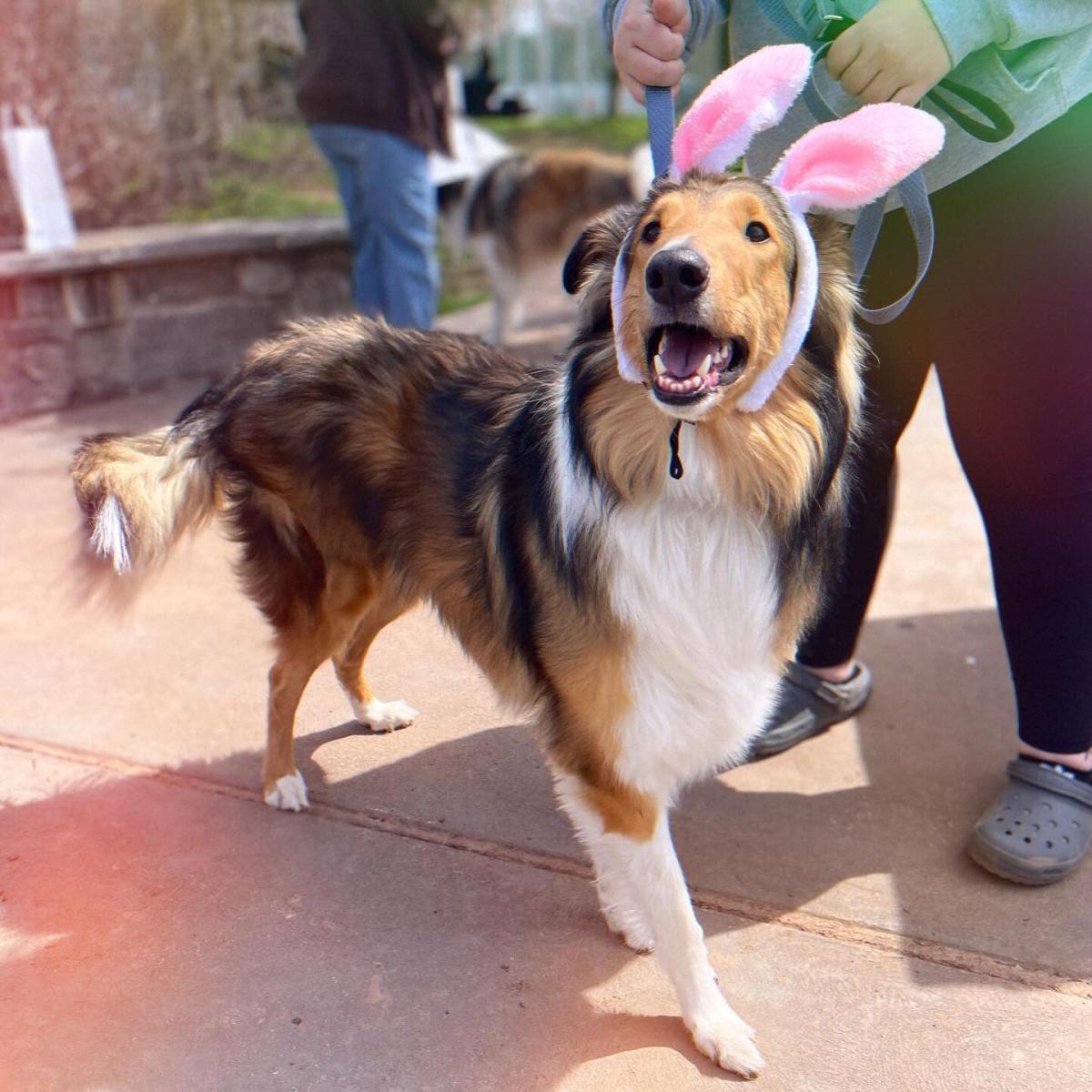 Humane Pennsylvania To Host 3rd Annual Egg Hunt for Pups