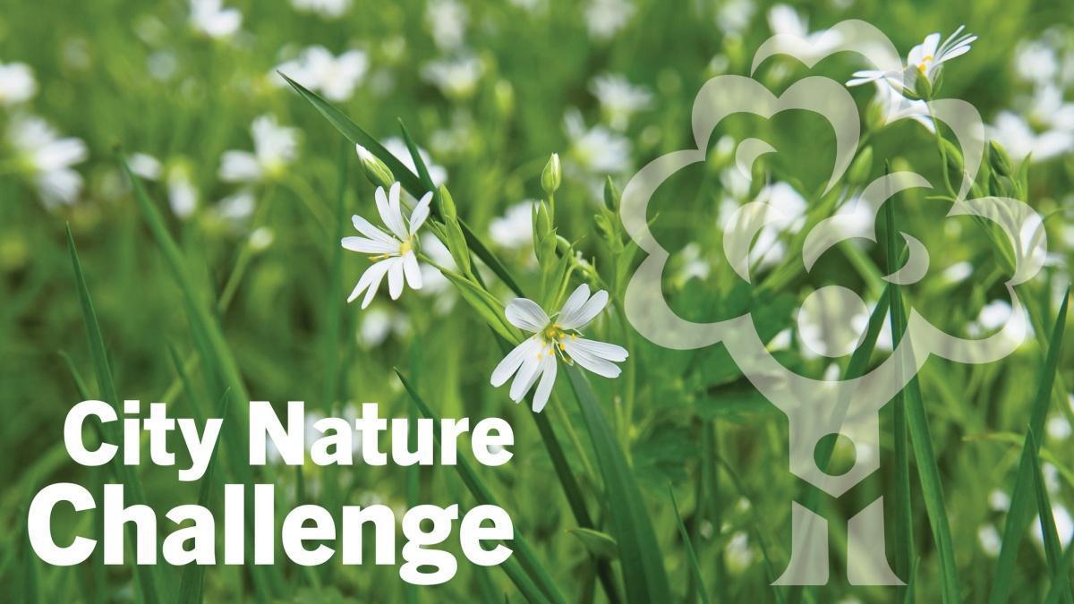 City Nature Challenge with iNaturalist