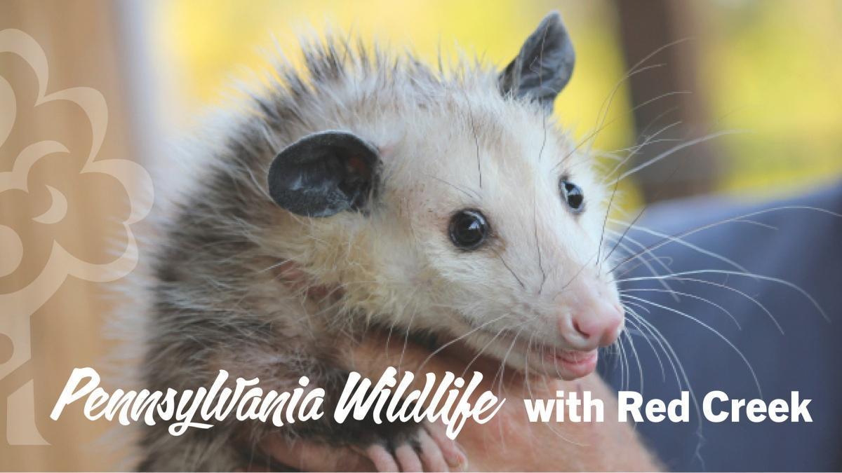 Pennsylvania Wildlife with Red Creek 