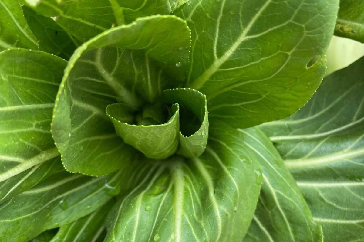 West Reading Farmers Market