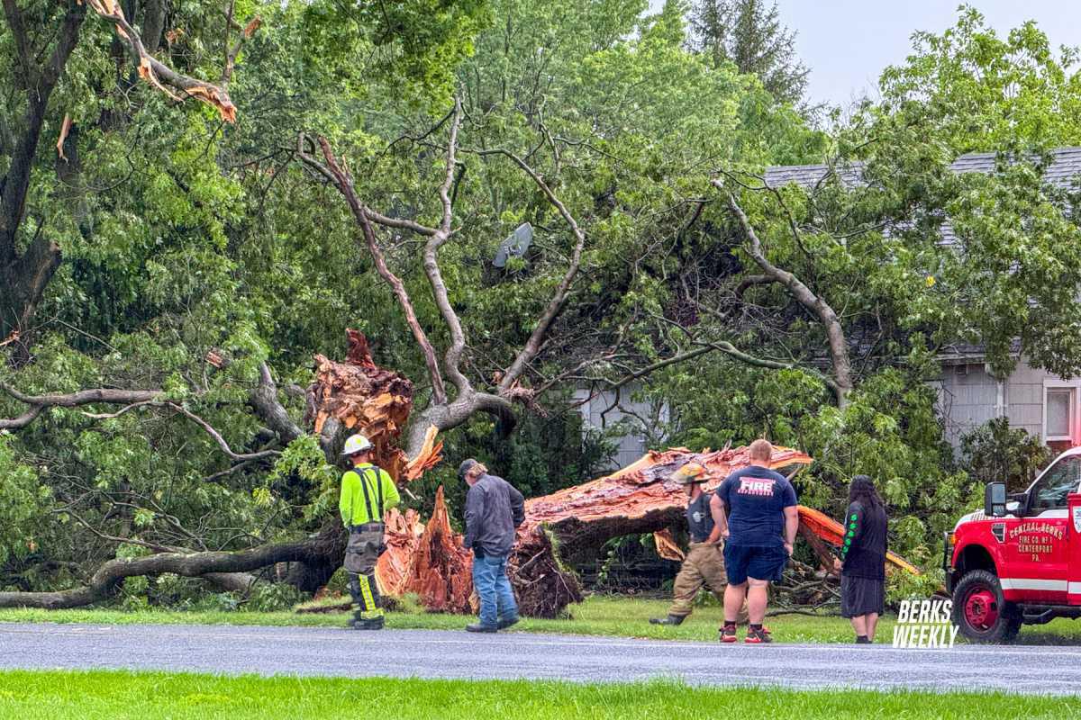 Centre Township: Tree on House