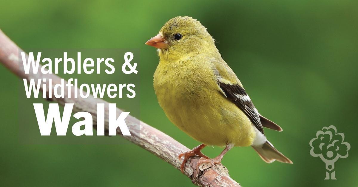 Warblers & Wildflowers Walk Warblers & Wildflowers Walk