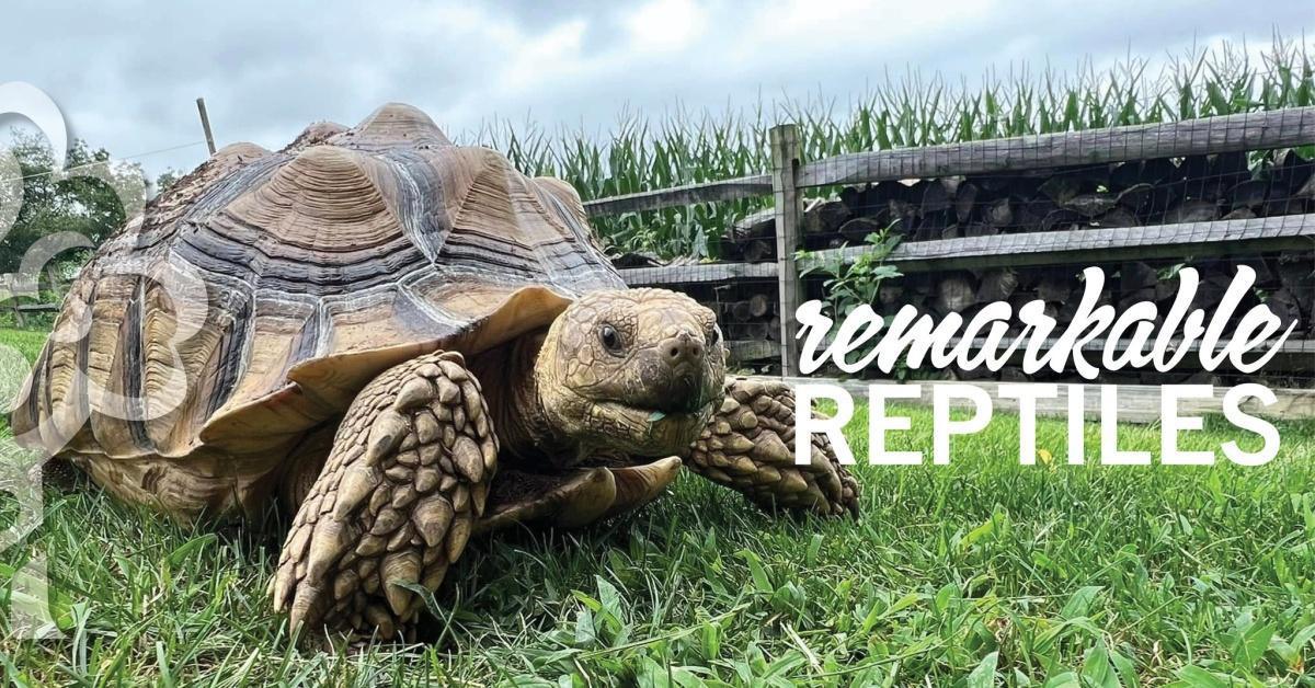 Remarkable Reptiles with Forgotten Friend Sanctuary