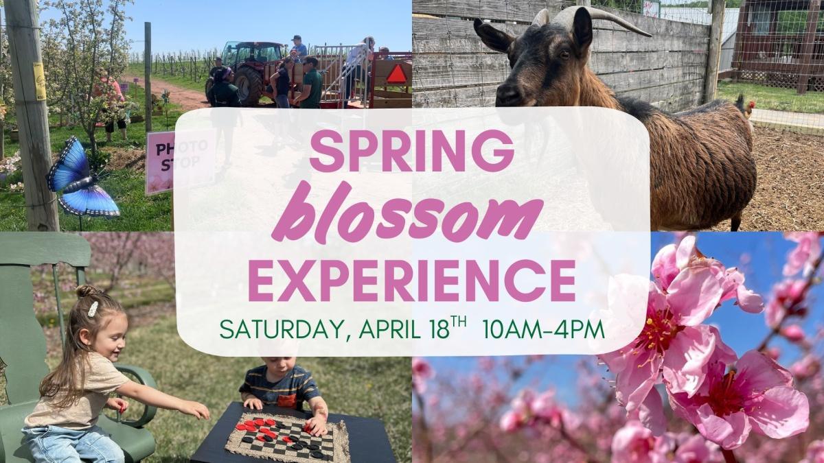 Spring Blossom Experience