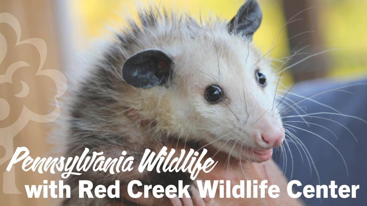 PA Wildlife with Red Creek Wildlife Center