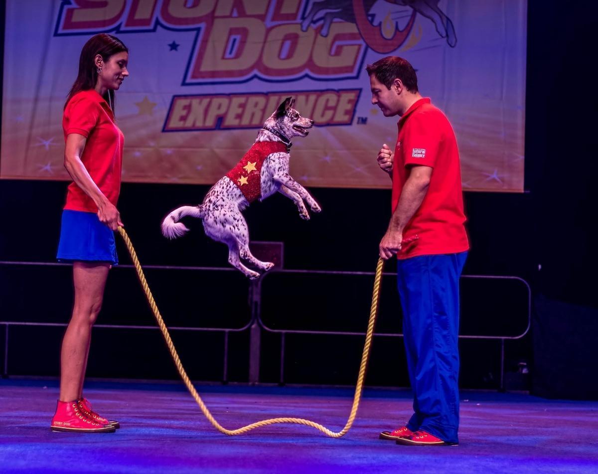 The Perondi's Stunt Dog Experience