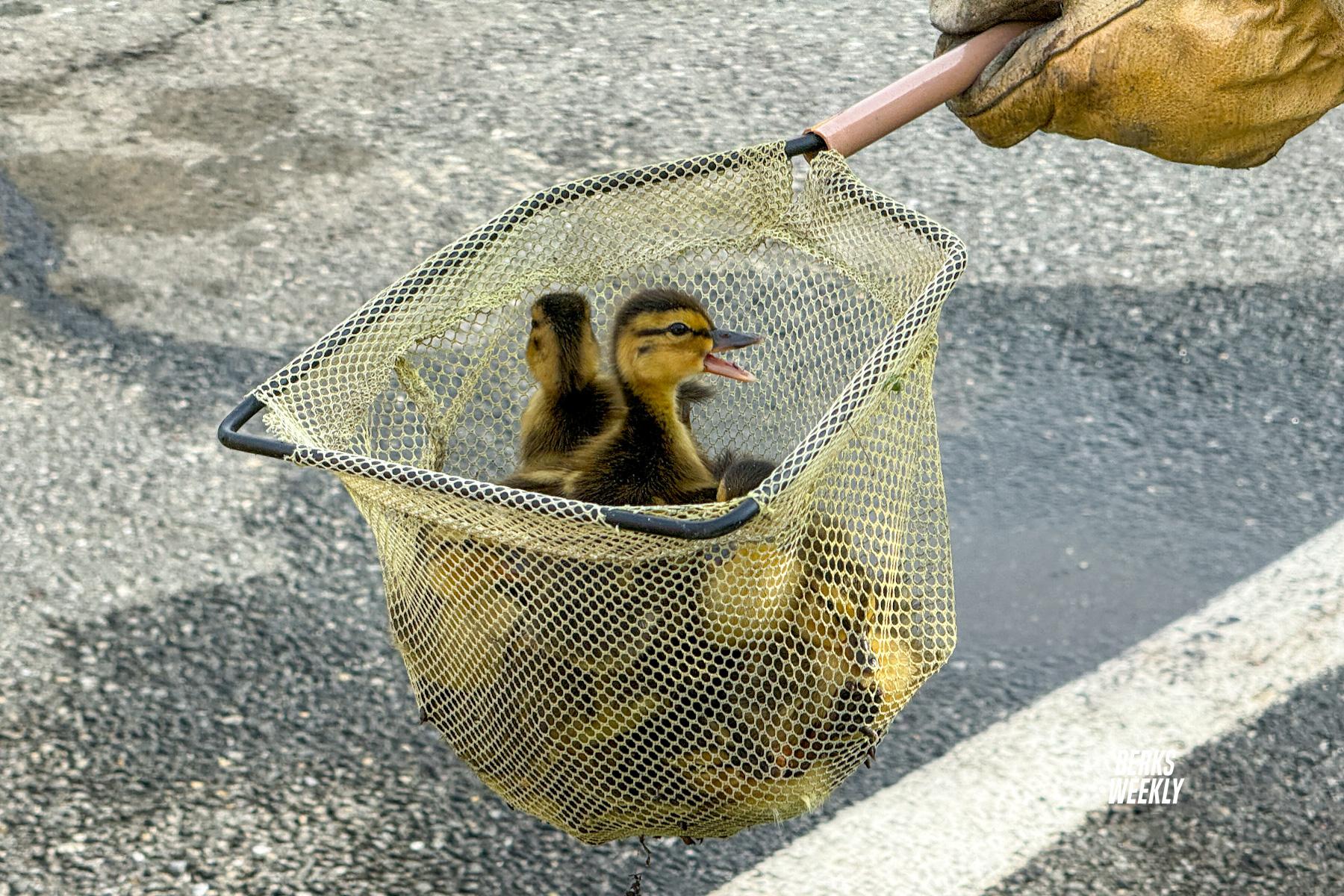 Ducklings Rescued by Firefighters