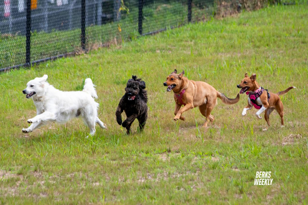 Caramel & Friends Dog Park is officially open!