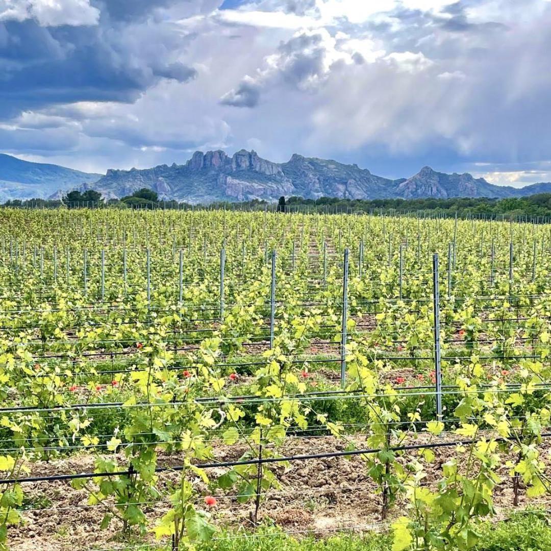 Beau vignoble & belles voitures au Château du Rouët