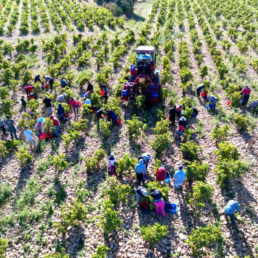 Découvrez la Maison Brotte et son musée du vin