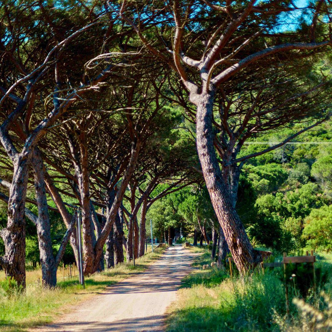 Domaine de la Portanière : l'or du massif