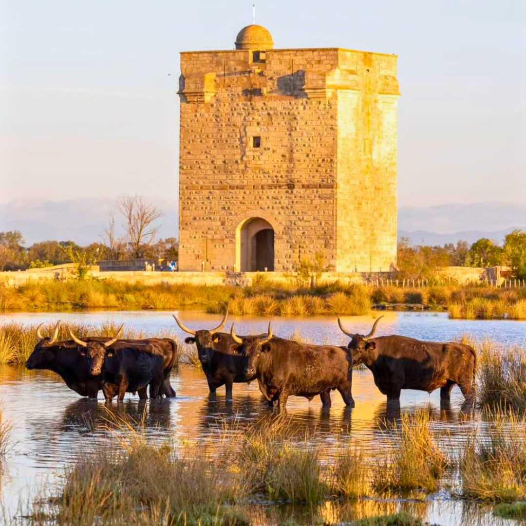 Vins de Camargue : Sables émouvants