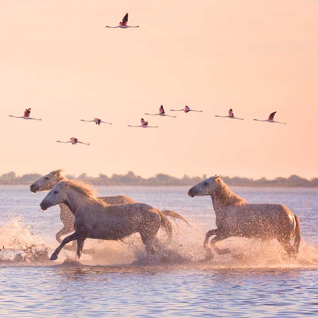 Vins de Camargue : Sables émouvants