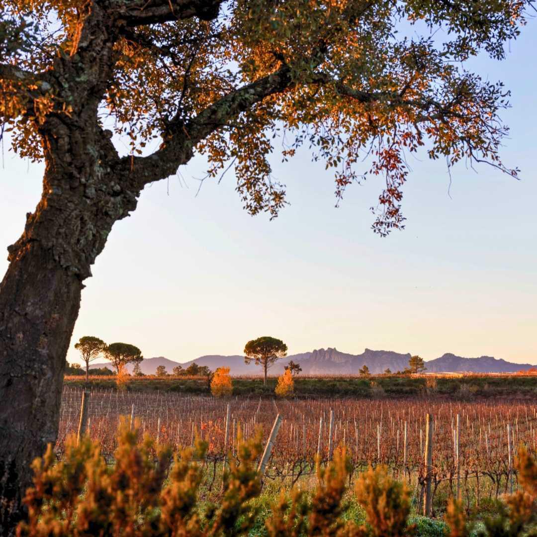 Woody Allen, Emma Stone, Colin Firth : Hollywood en Provence Woody Allen, Emma Stone, Colin Firth : Hollywood en Provence