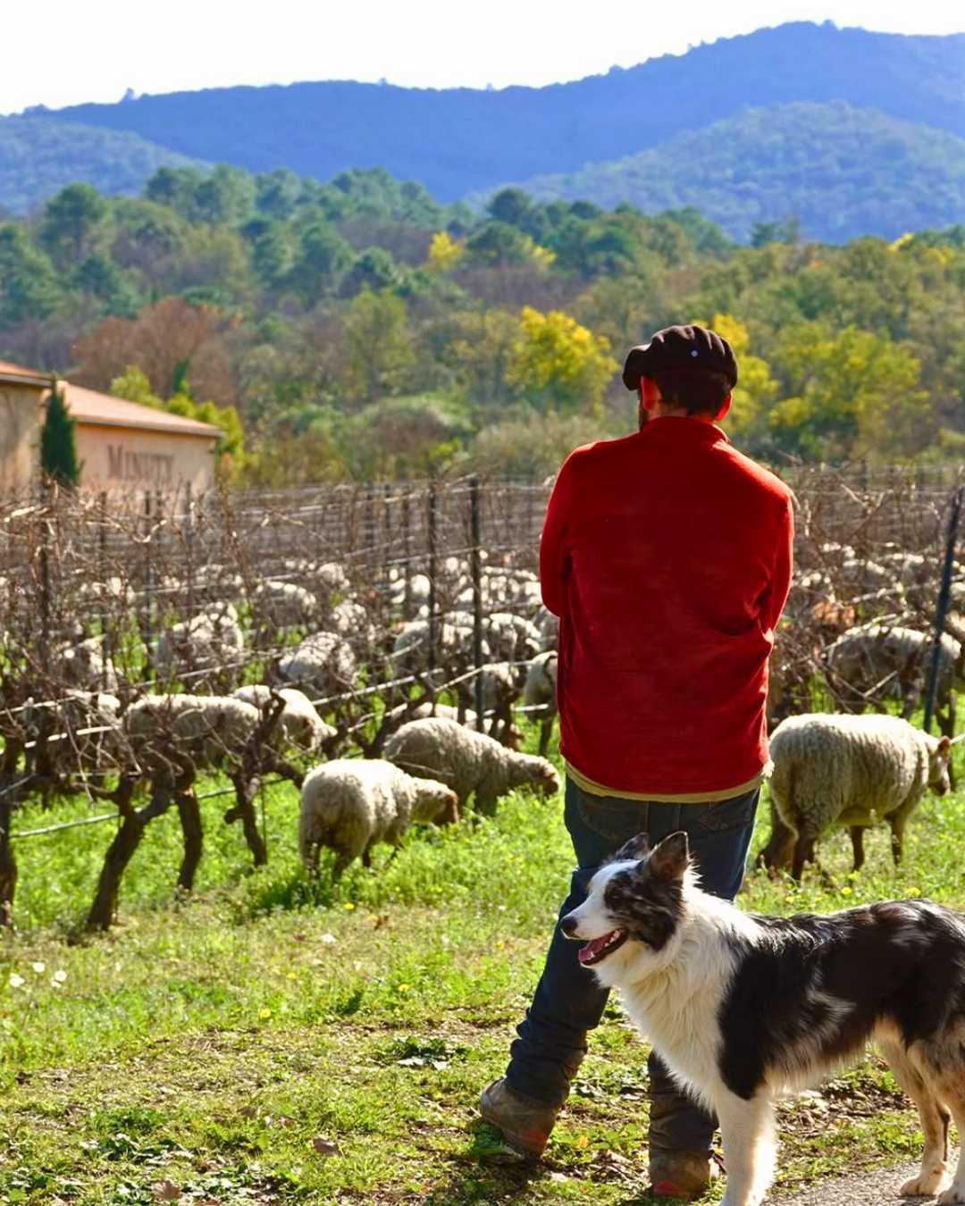 Château Minuty : Amour, Gloire et Rosé Château Minuty : Amour, Gloire et Rosé