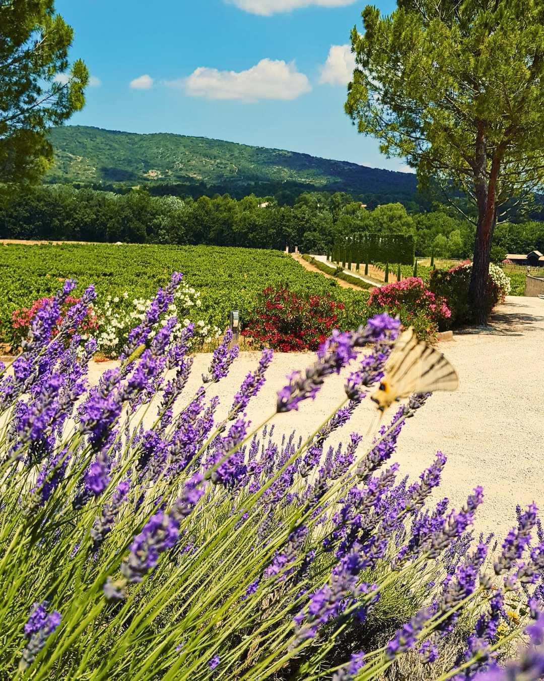 Domaine Tour Campanets : Femme jusqu'au bout du vin Domaine Tour Campanets : Femme jusqu'au bout du vin