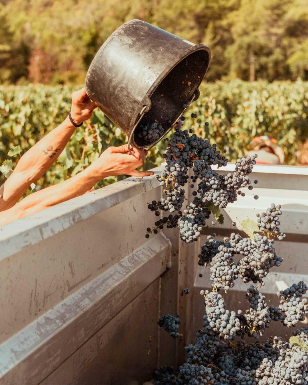 Le Songe de Don Bosco : Quand le rêve prend racine Le Songe de Don Bosco : Quand le rêve prend racine