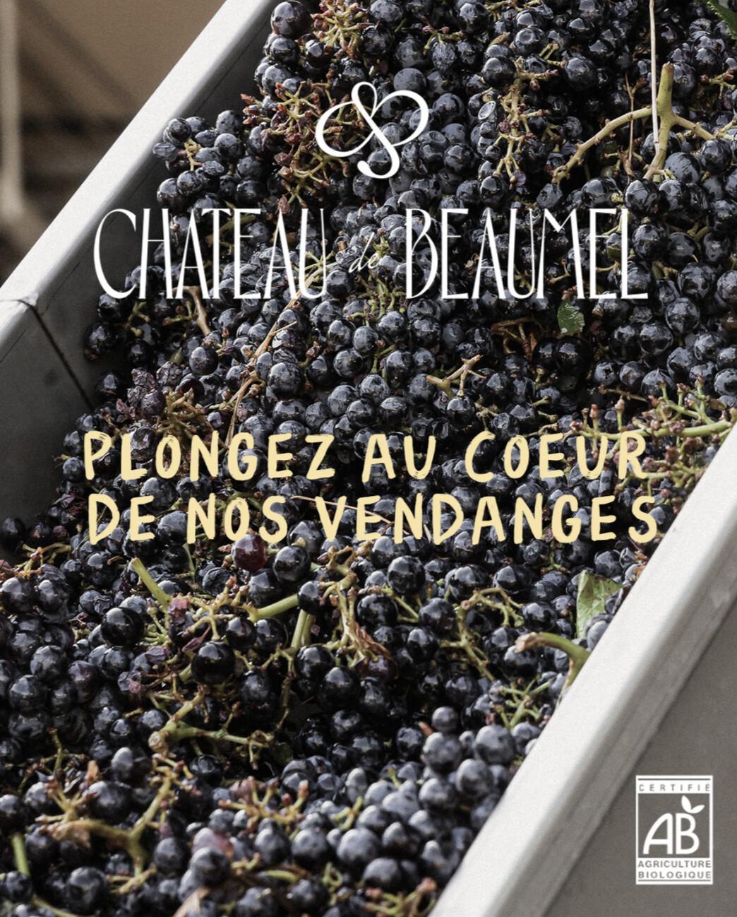 Dans les Coulisses des Vendanges au Château de Beaumel 