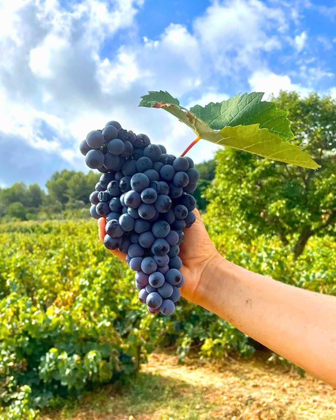 La Font des Pères : la source retrouvée La Font des Pères : la source retrouvée