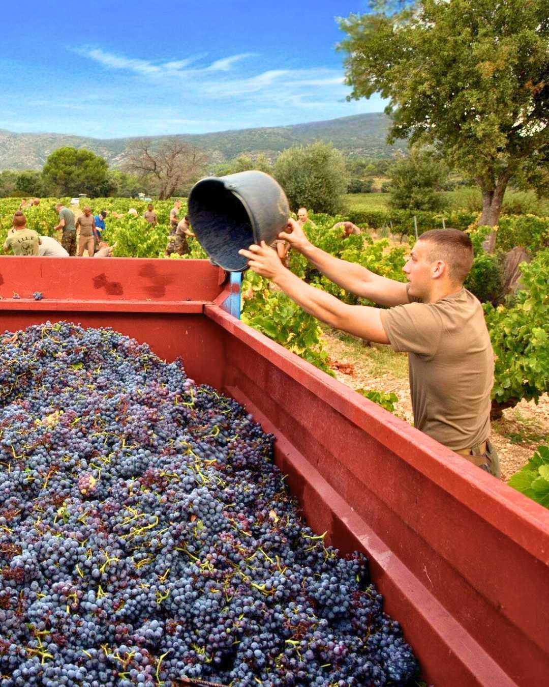 Domaine Capitaine Danjout : «Tiens, voilà du bon vin !»