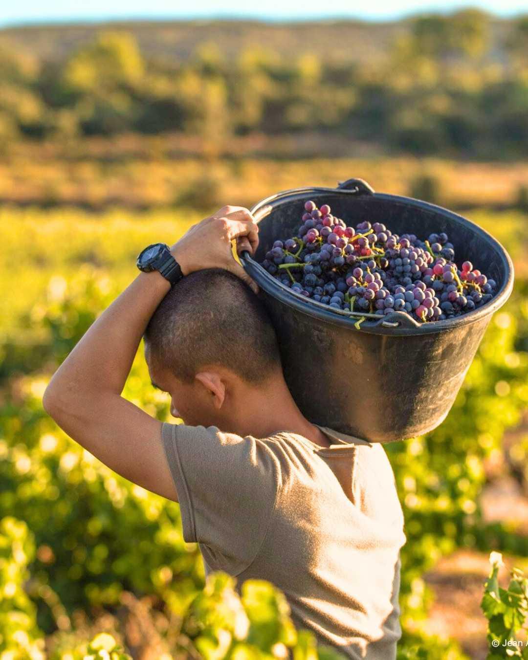 Domaine Capitaine Danjout : «Tiens, voilà du bon vin !» Domaine Capitaine Danjout : «Tiens, voilà du bon vin !»