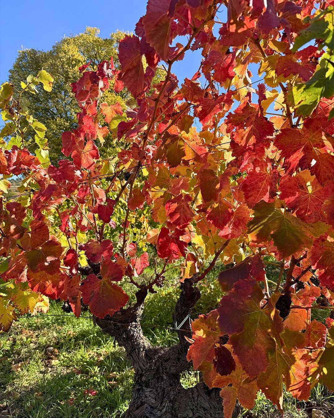 Château La Mascaronne : Du terrain au terroir