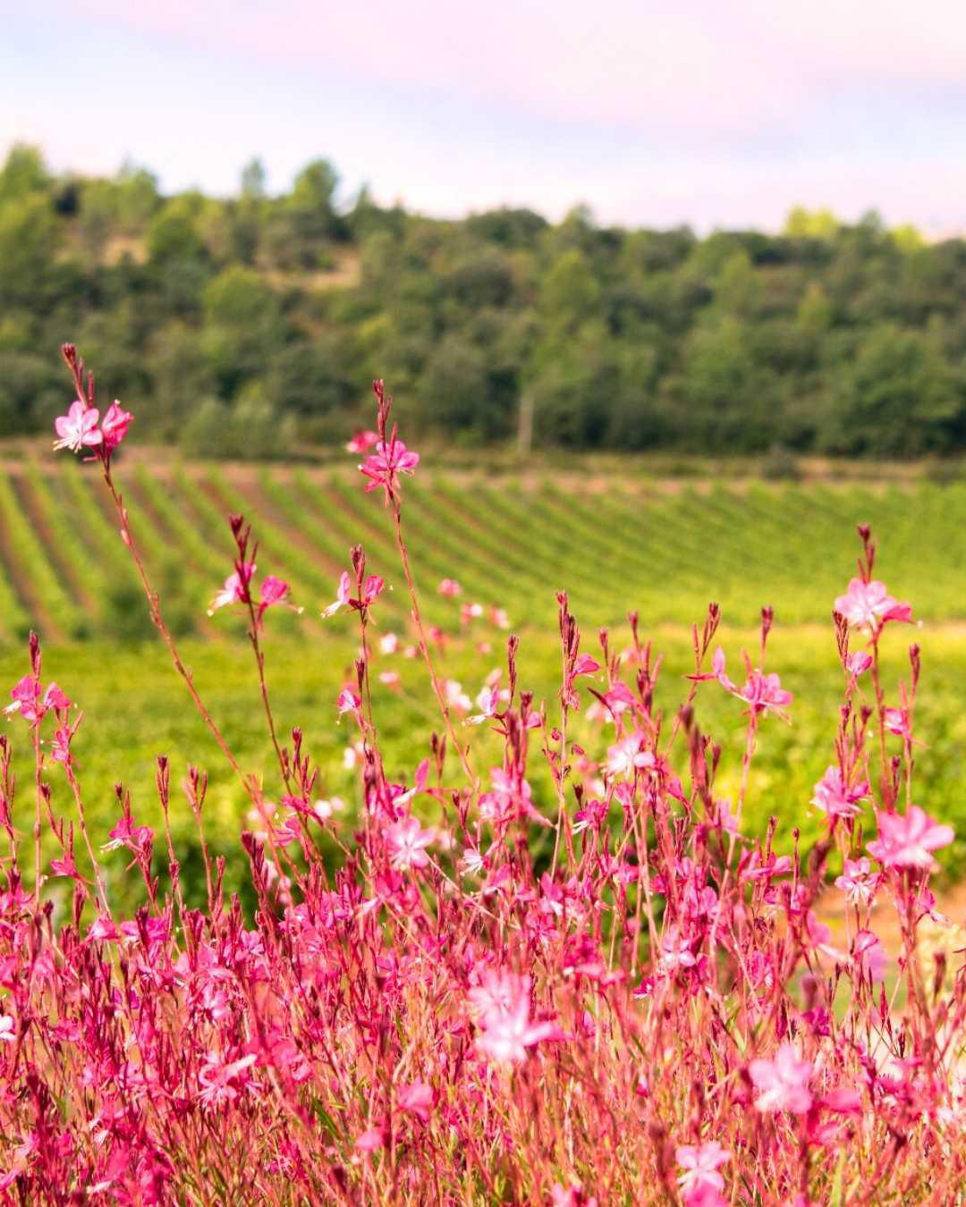 50 nuances de rosé au Château Gassier