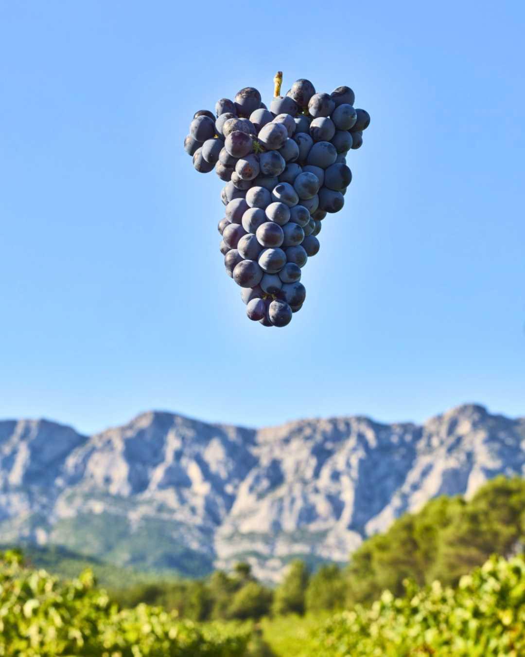 50 nuances de rosé au Château Gassier 50 nuances de rosé au Château Gassier