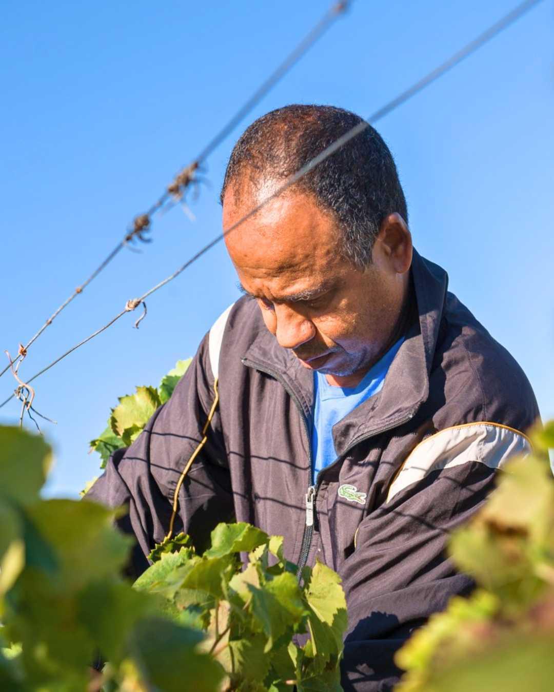 La Dona Tigana : maillot bleu et vin blanc La Dona Tigana : maillot bleu et vin blanc