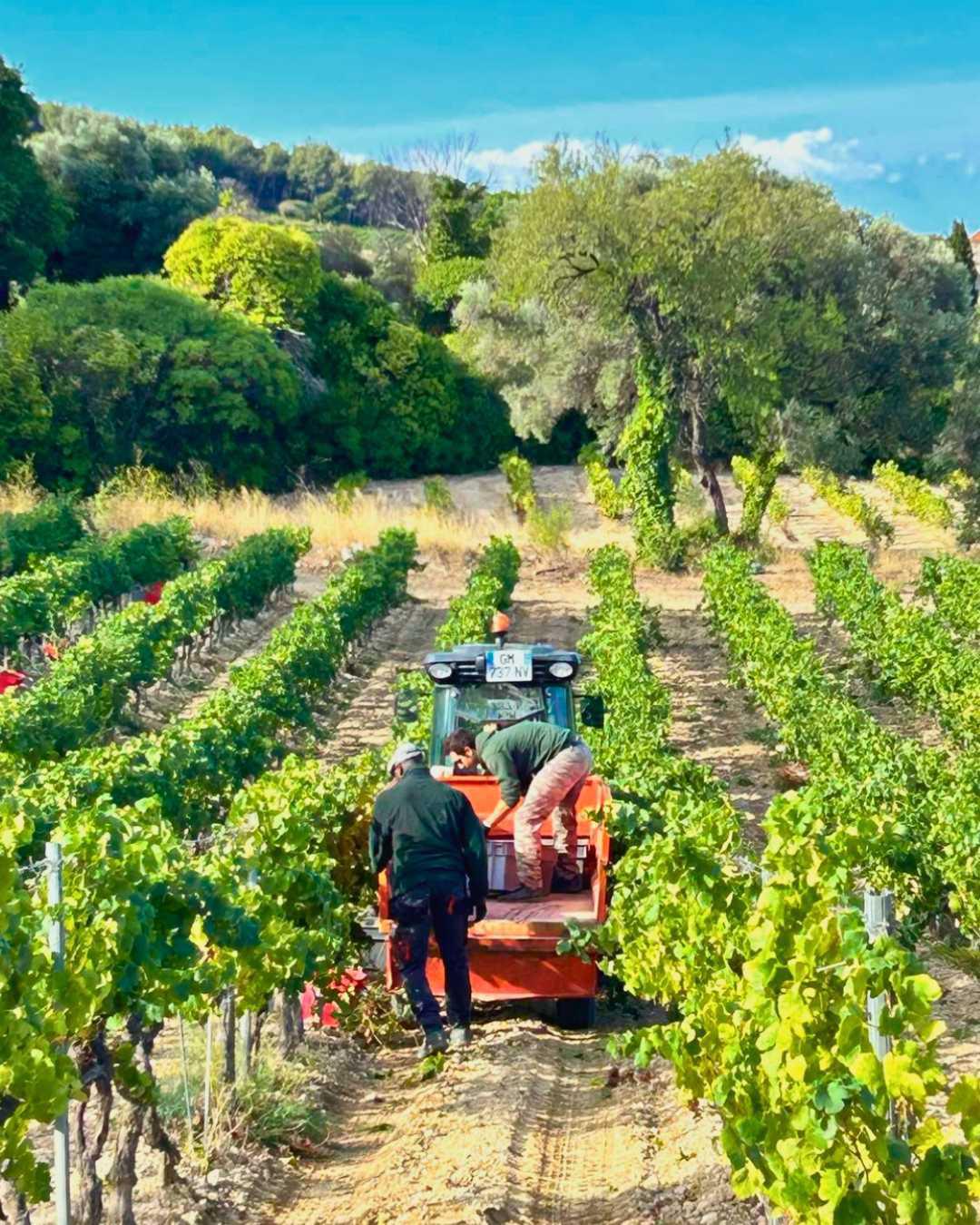 La Dona Tigana : maillot bleu et vin blanc La Dona Tigana : maillot bleu et vin blanc