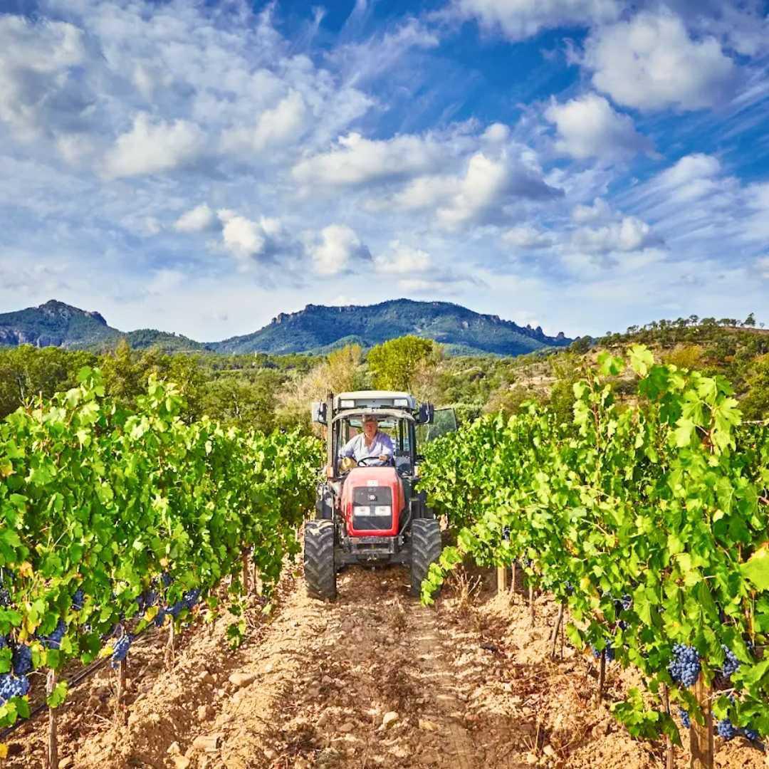 Sur les terres volcaniques du Domaine de Barbossi Sur les terres volcaniques du Domaine de Barbossi