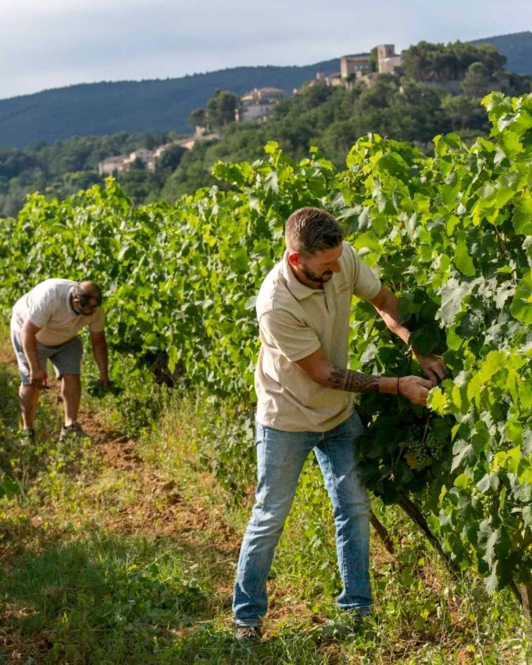 Domaine de la Citadelle : le bio a sa place forte