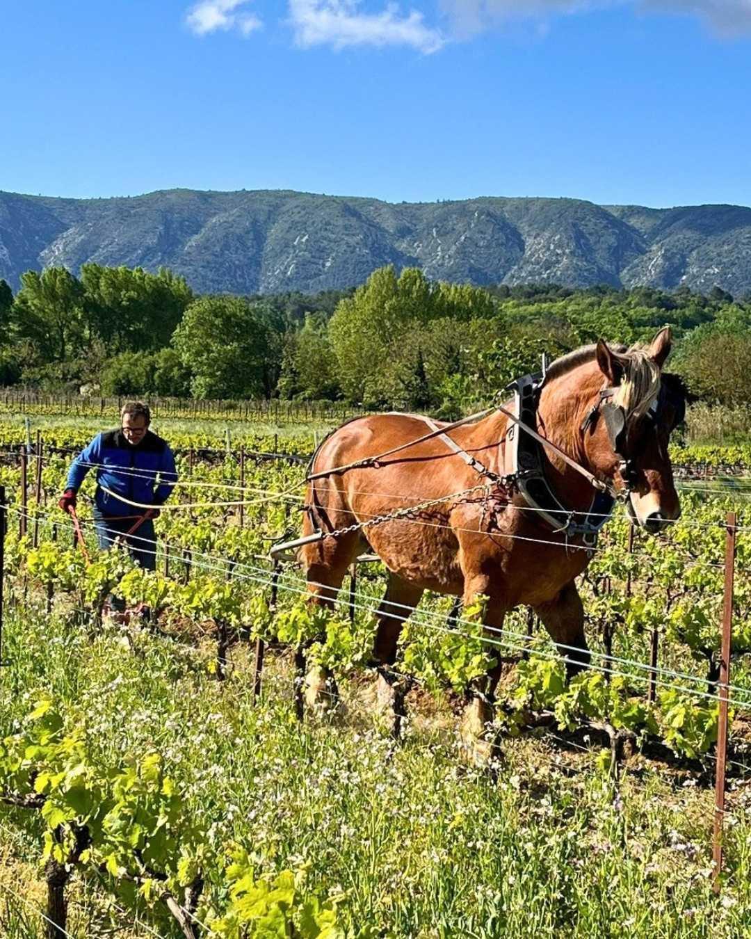 Domaine de la Citadelle : le bio a sa place forte