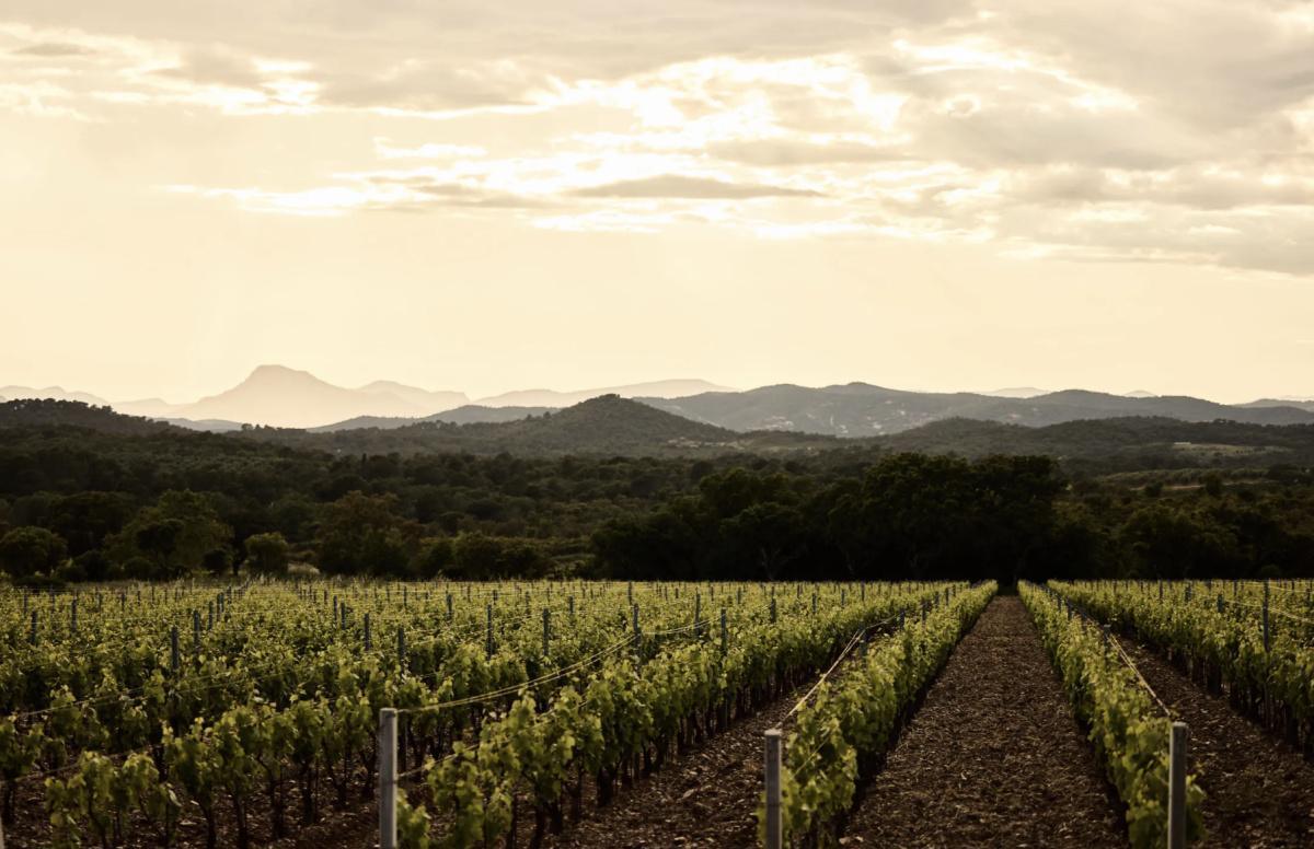 Du Vin au Cocktail - Atelier Créatif - Vignobles en Scène au Domaine du Château Léoube Du Vin au Cocktail - Atelier Créatif - Vignobles en Scène au Domaine du Château Léoube