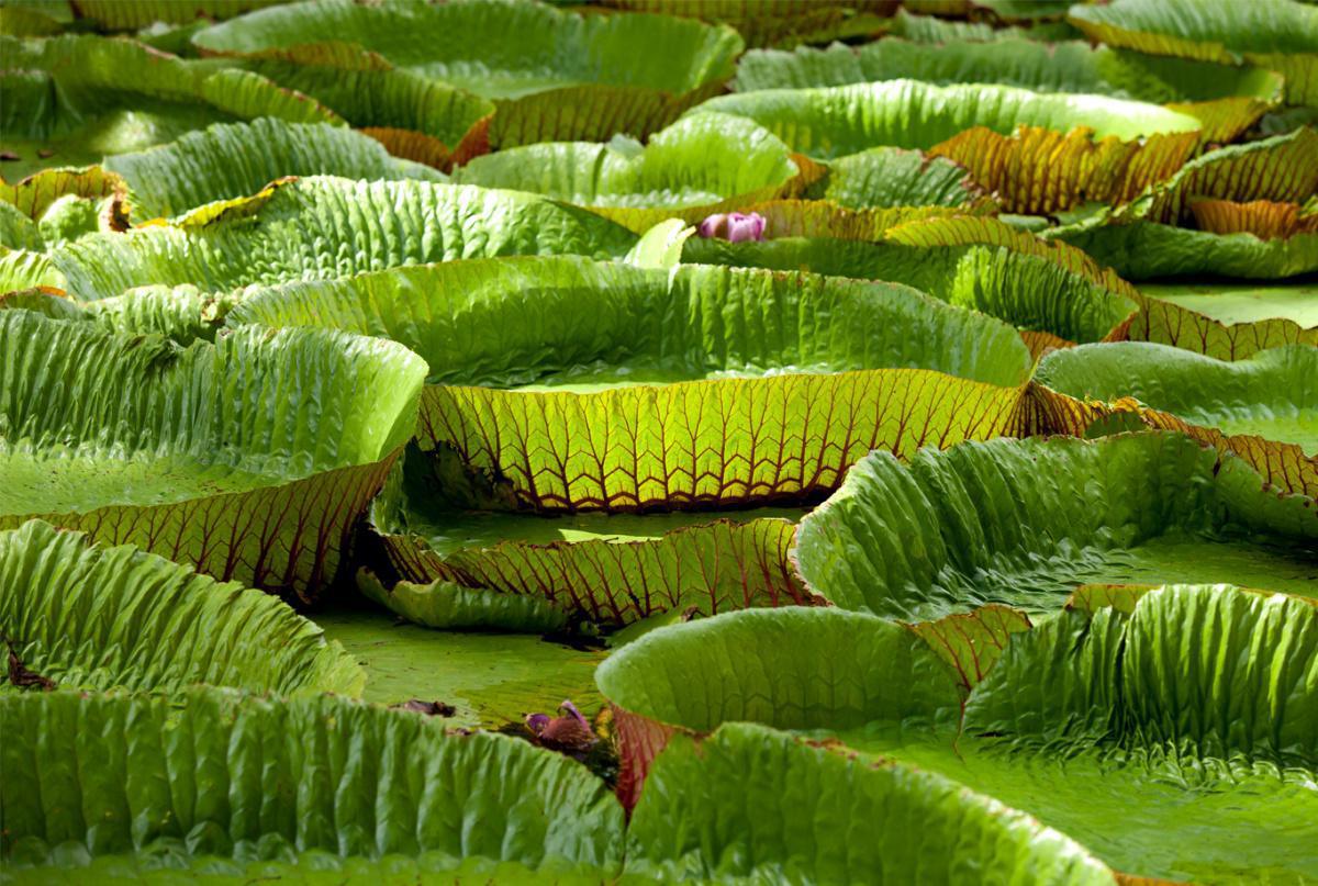 HISTORY OF SUGAR HISTORY OF SUGAR