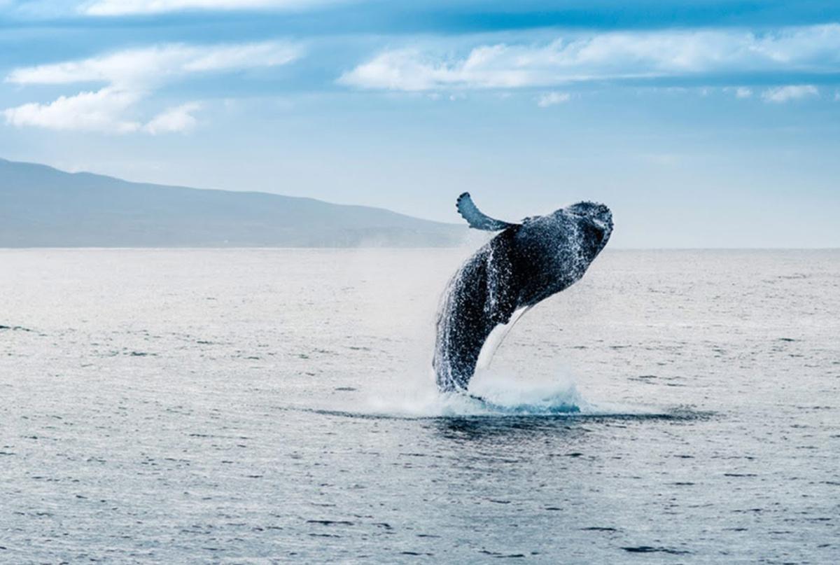 WEST – SPEED BOAT ON PRIVATE BASIS WEST – SPEED BOAT ON PRIVATE BASIS