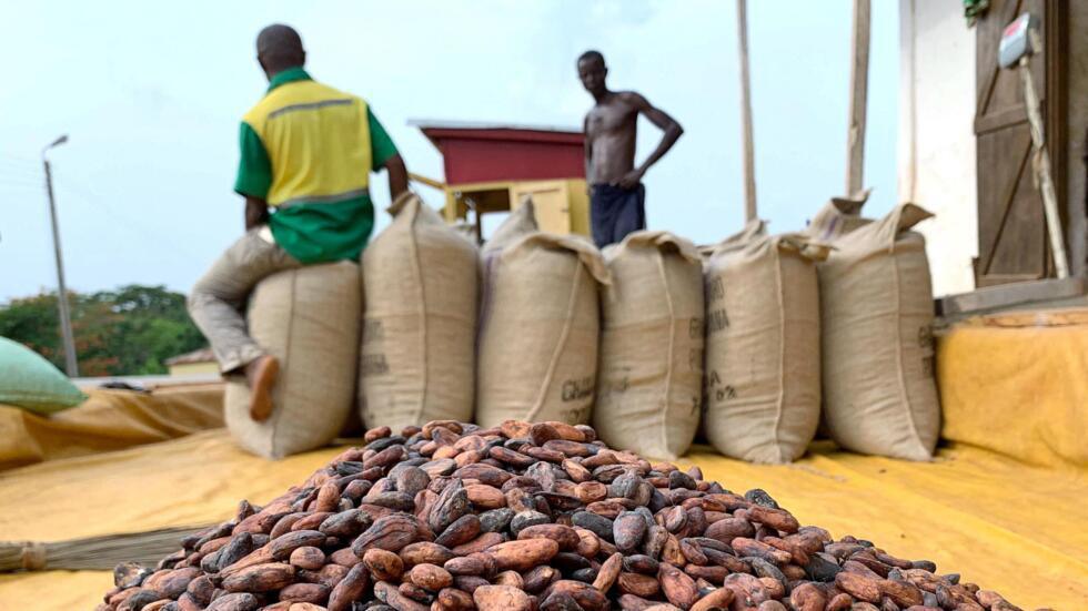 Barry Callebaut et Olam diminuent leurs achats de cacao en Côte d'Ivoire face à la hausse des prix © Crédit photo DR 