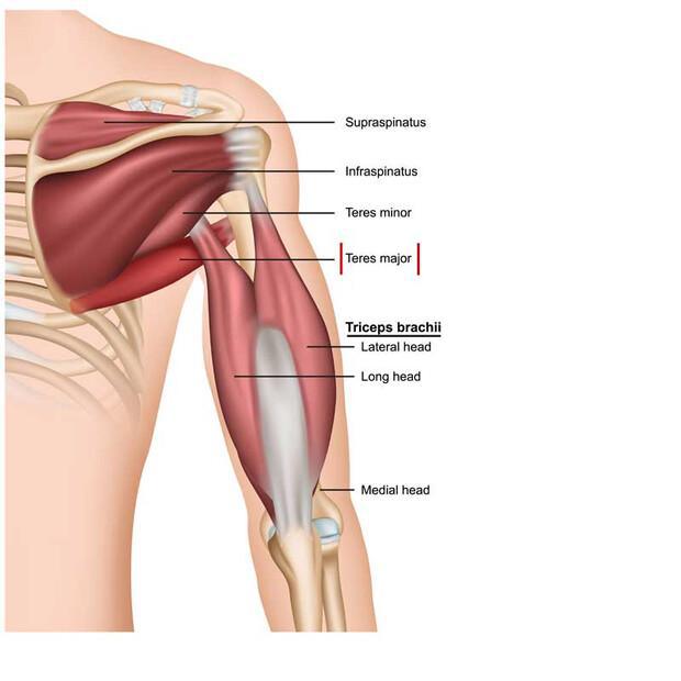 Difficulty Lifting Your Arm? Check the Teres Major.