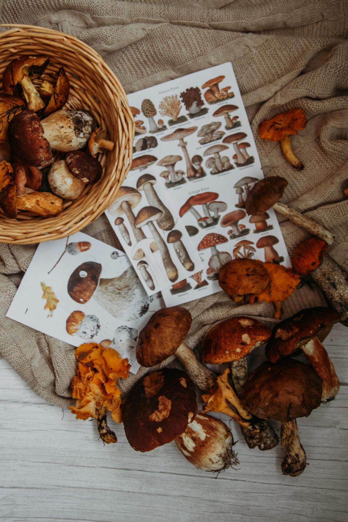Info CSE : Marché d'Automne