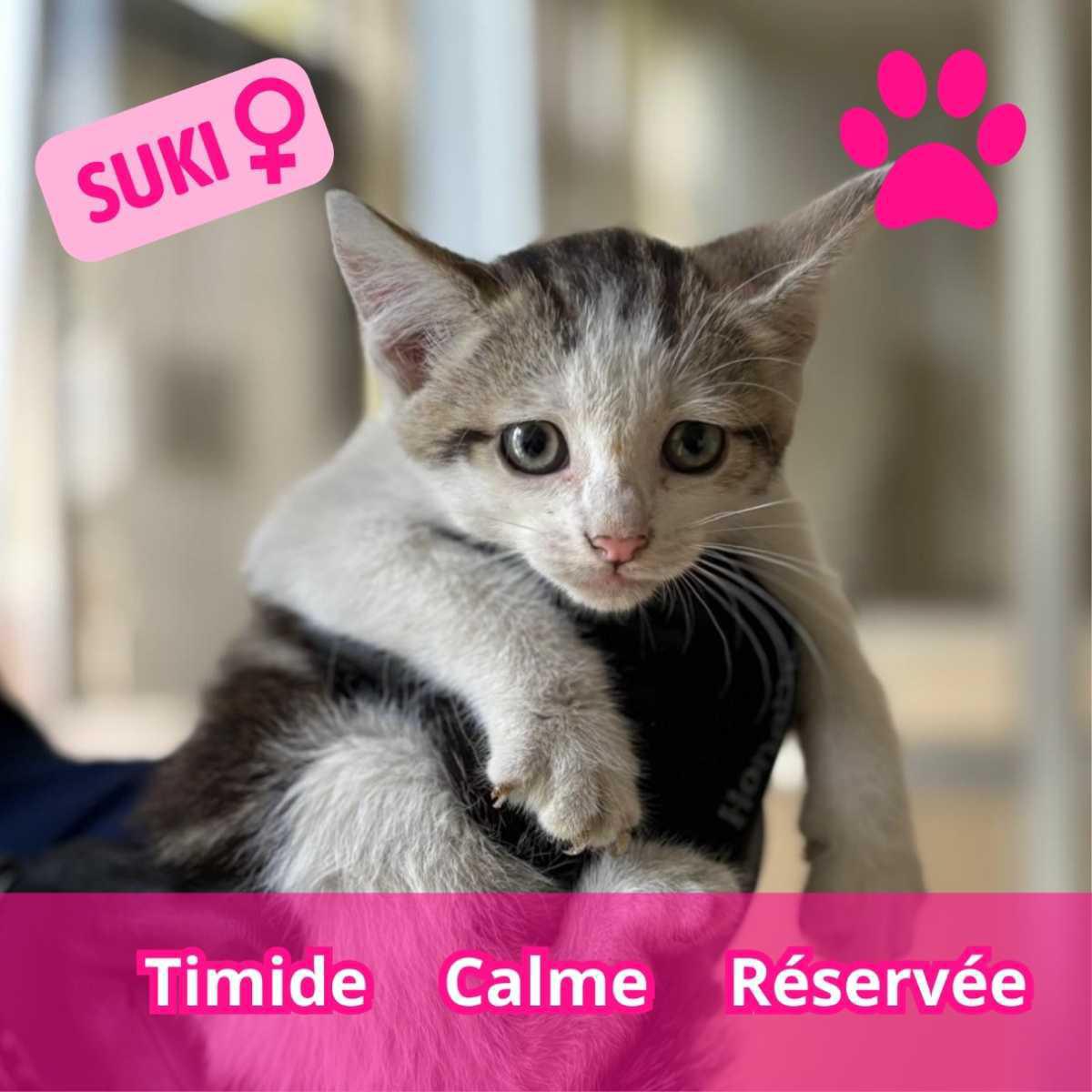 ADOPTION CHATONS , Ils sont nés ici… et pourraient grandir chez vous !