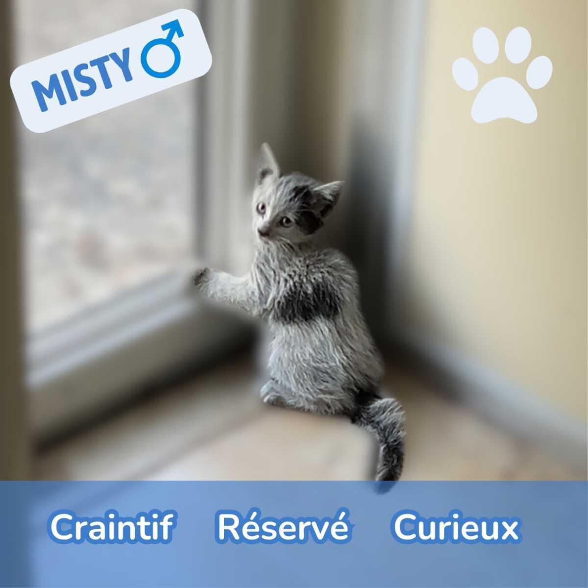 ADOPTION CHATONS , Ils sont nés ici… et pourraient grandir chez vous !