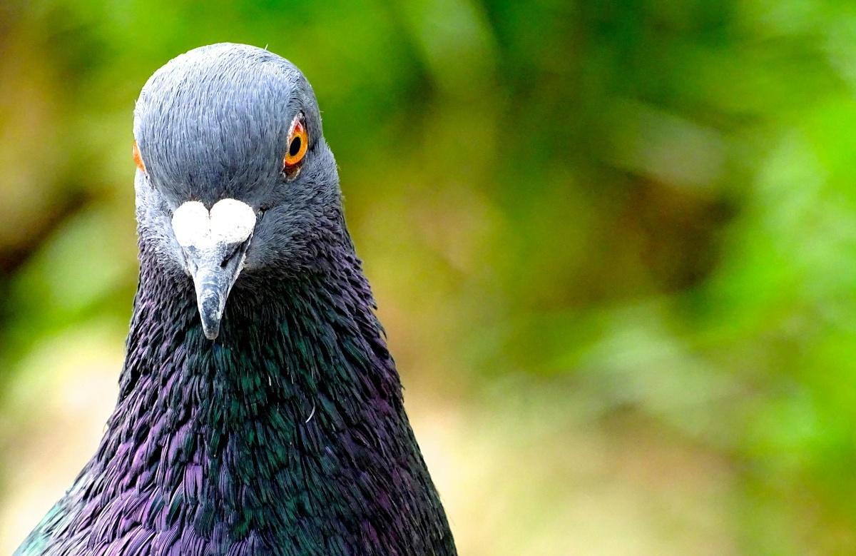 MU: MONTAGE C'EST QUI LES PIGEONS ?