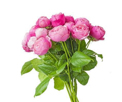 CAMPUS : Octobre Rose au GrEEn Campus