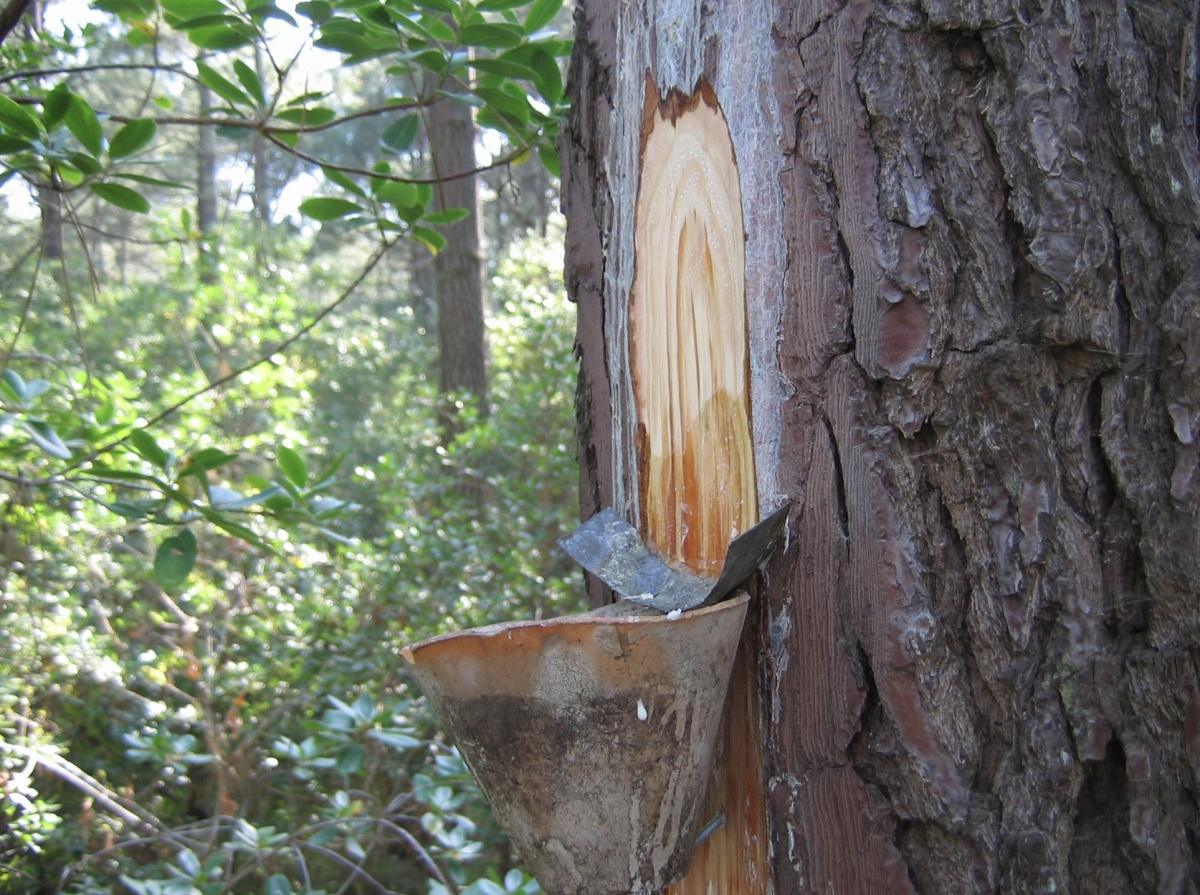 Ambroise Paré : Pionnier de la chirurgie moderne Ambroise Paré : Pionnier de la chirurgie moderne