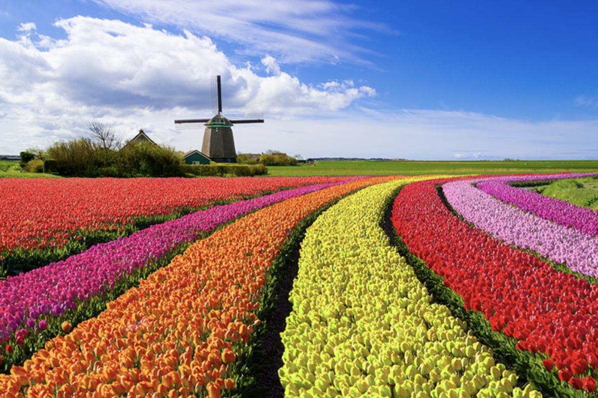 La Crise de la Tulipe