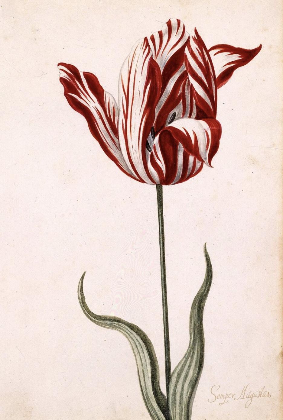 La Crise de la Tulipe