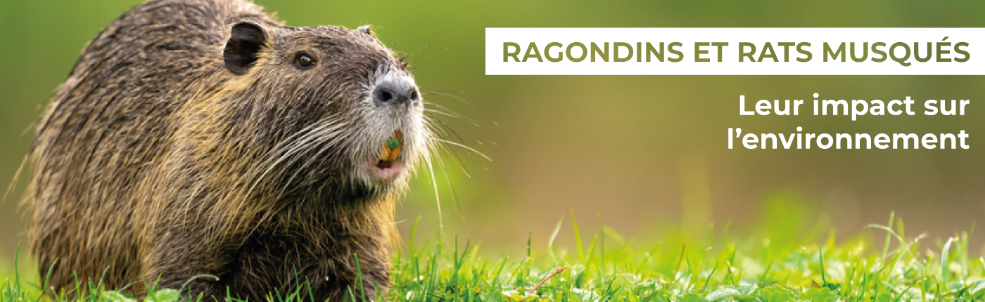 Difference Rat Ragondib Rat Musqué Contre Ragondin