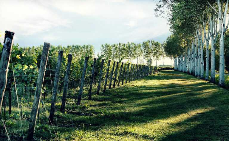Gruppo Vinicolo Santa Margherita